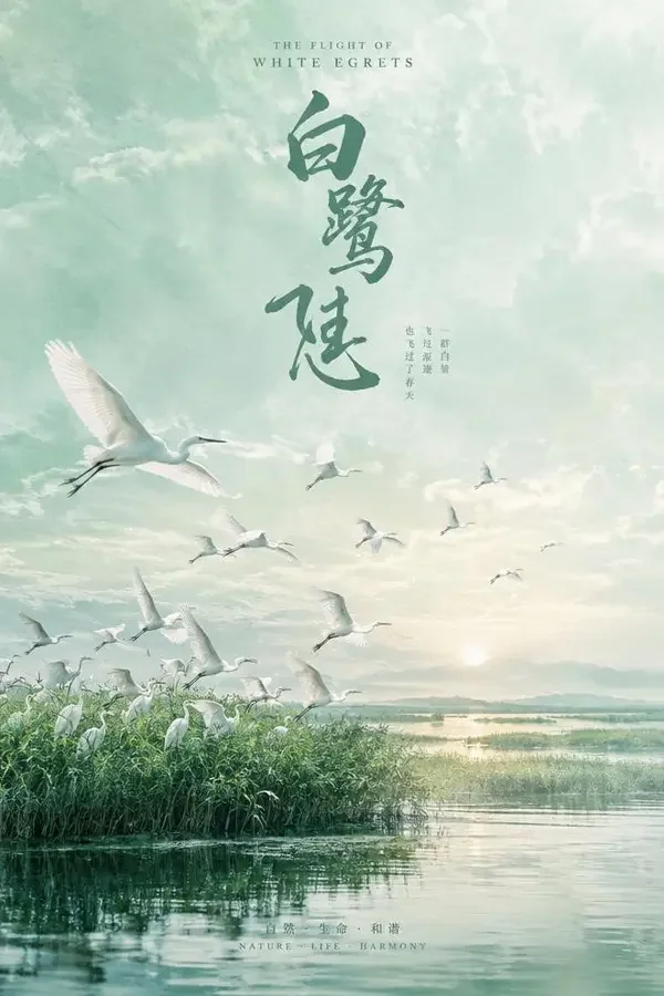 白鹭不飞（2026）电影海报，文艺、乡土题材，中国大陆作品